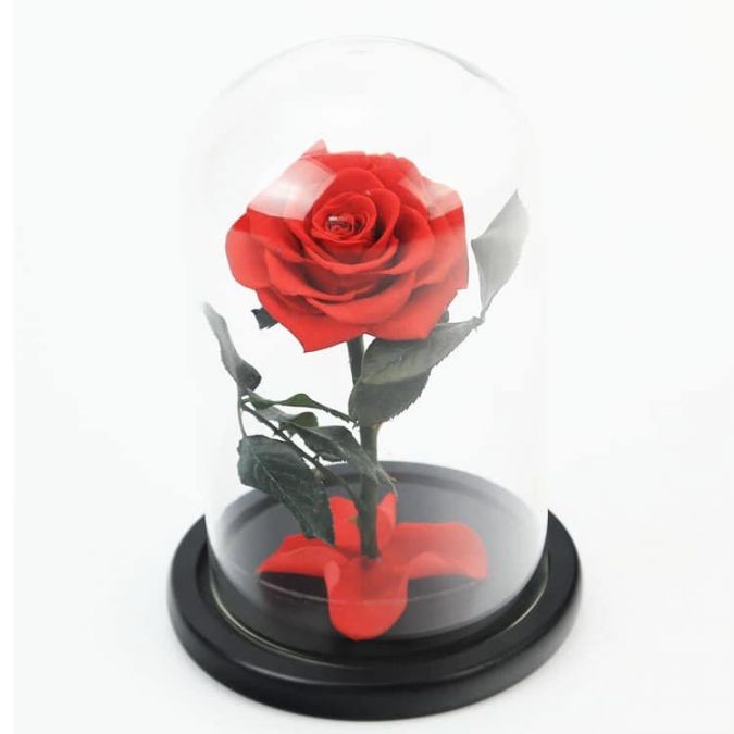 ดอกกุหลาบแดงใหญ่สต๊าฟ Preserved Red Rose พร้อมกล่องของขวัญ 